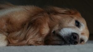 senior-dog-front-legs-weak5