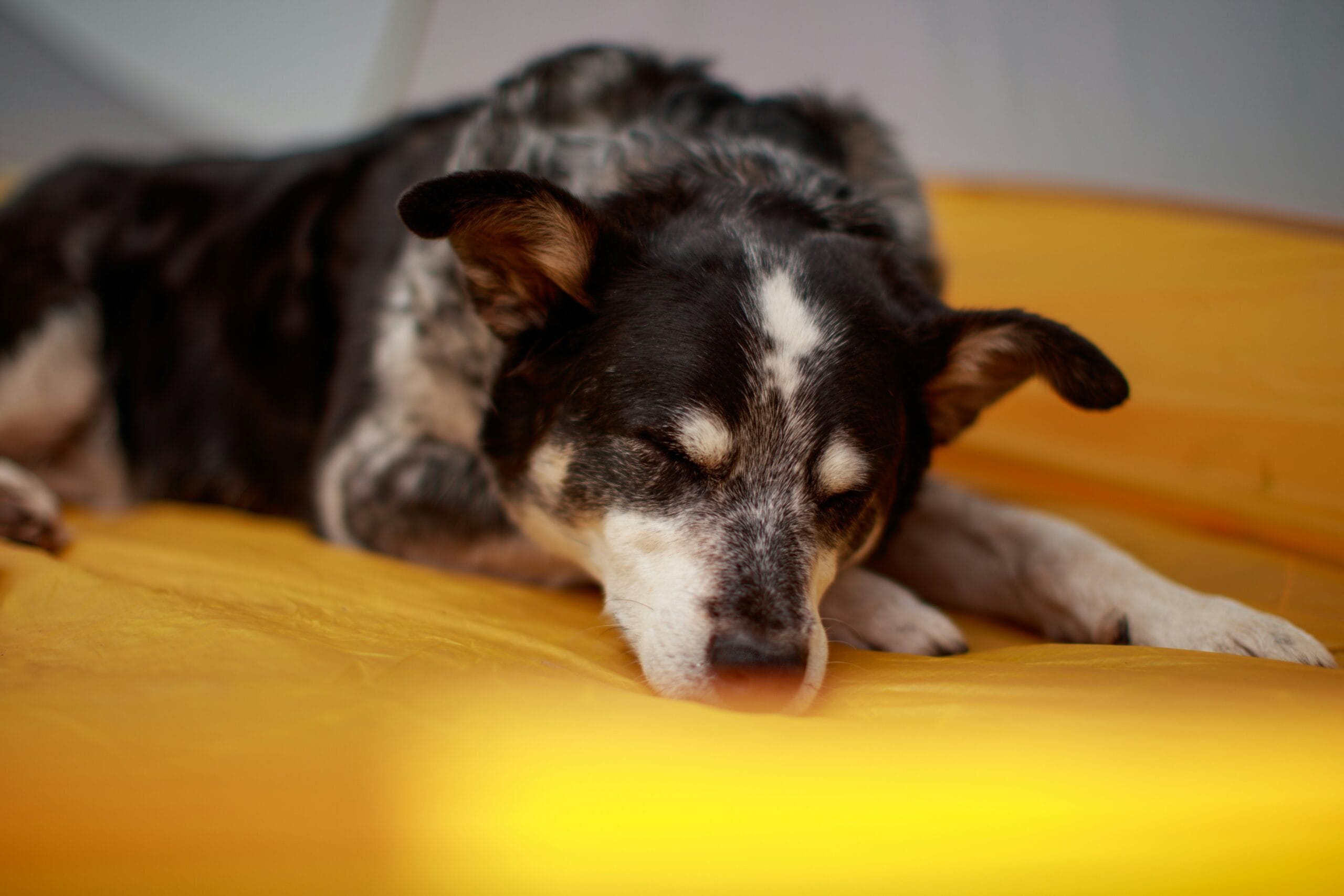 sick dog1