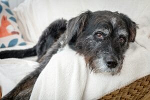 sick dog2