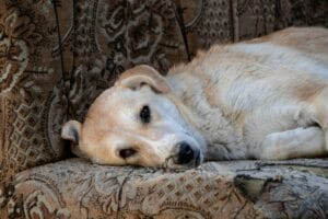 sick dog3