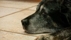 sick dog4