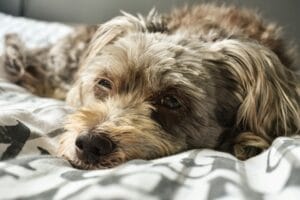 sick dog5