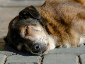 sick dog6