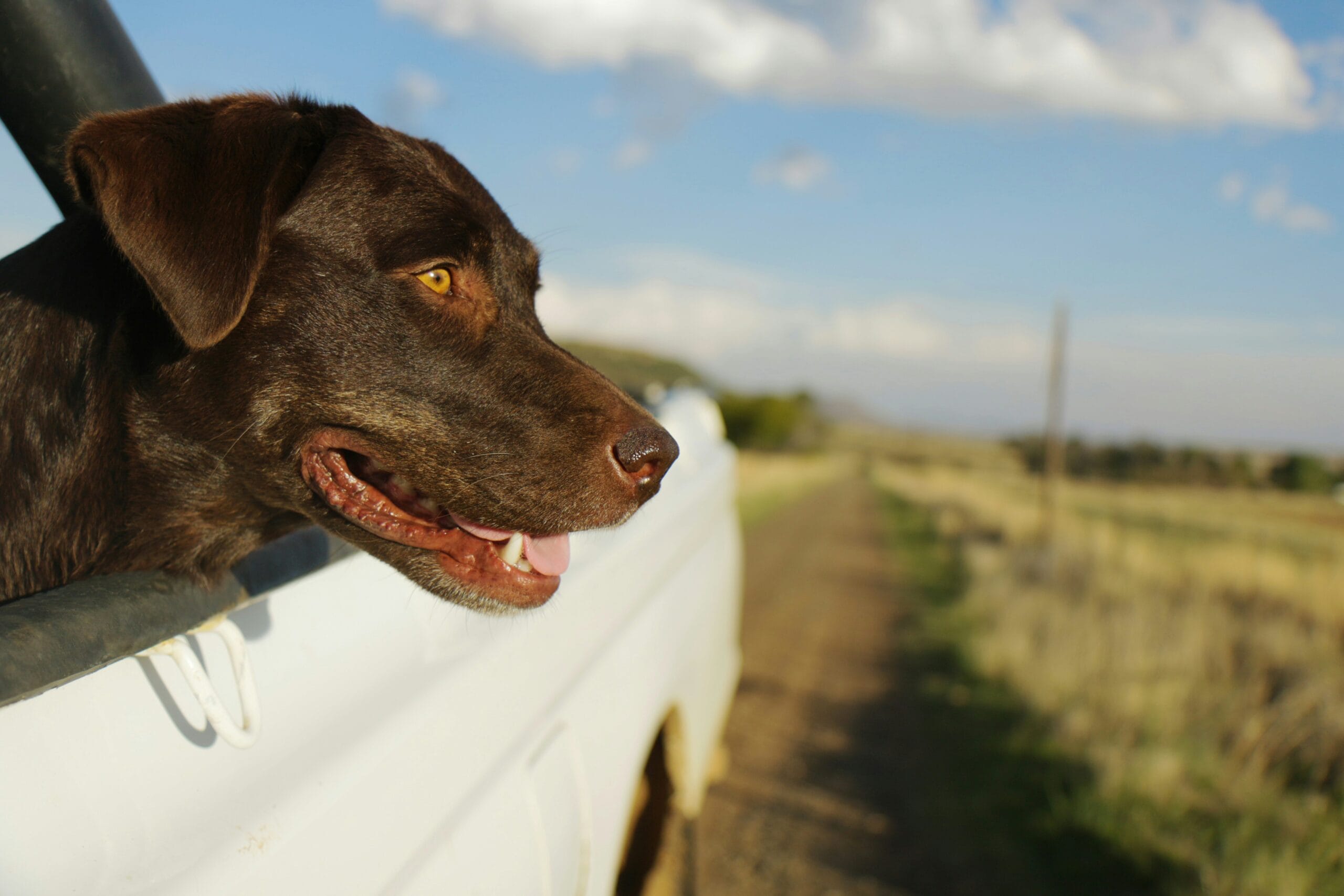 dog driving1