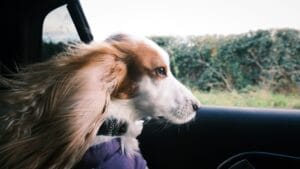 dog driving2